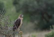 Aquila day: un giorno dedicato alla “Bonelli”