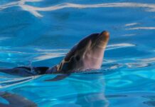 Zoomarine e Istituto Zooprofilattico Sperimentale Lazio e Toscana: dal cordone ombelicale della delfina Maya importanti risultati nella medicina rigenerativa