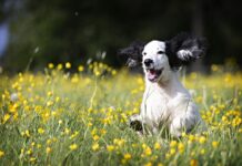 Animali domestici: il vademecum anti-zecca