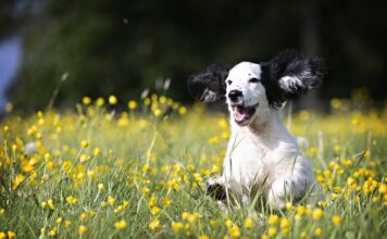 Animali domestici: il vademecum anti-zecca
