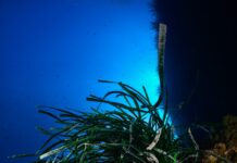 I primi risultati di “Foresta Blu”