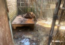 A Modena un progetto per il recupero degli orsi