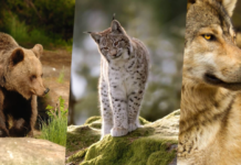 Grandi carnivori: presentato il “Rapporto 2020” della Provincia autonoma di Trento