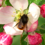 Riparte a primavera la campagna Coop “Ogni ape conta”
