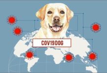 COVID-19: sensori, intelligenza artificiale e cani ‘molecolari’ per rintracciare il virus