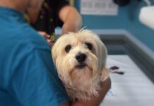 La presenza dei pet riduce del 15% il ricorso alle visite mediche negli anziani