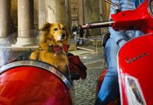 Cinque esperienze da fare con il proprio cane almeno una volta nella vita