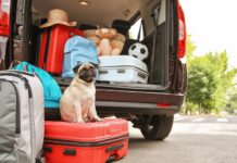 I consigli per viaggiare in sicurezza con cane e gatto