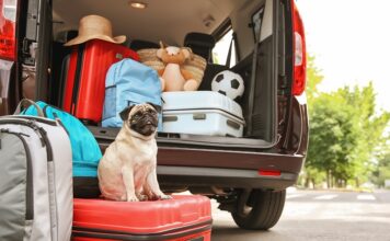 I consigli per viaggiare in sicurezza con cane e gatto