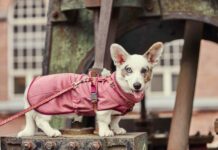 Hurtta Razzle-Dazzle Mid Layer protegge il cane nella mezza stagione