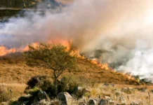 Incendi boschivi: il fuoco lascia il segno sugli ecosistemi forestali