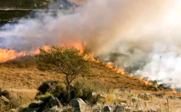 Incendi boschivi: il fuoco lascia il segno sugli ecosistemi forestali