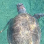 Una nuova minaccia per le tartarughe marine: le infezioni fungine che colpiscono uova ed embrioni