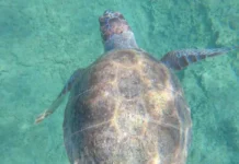 Proteggere le tartarughe marine dalla “pesca fantasma”