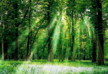 Diversità oscura: come l’impronta umana cancella la biodiversità