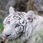 A Le Cornelle nuovi arrivi e una compagna per la tigre bianca simbolo del parco