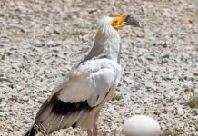 Cinque giovani capovaccai sono stati liberati in Basilicata