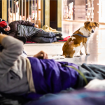 Save the dogs scende in strada a Milano per aiutare i cani dei senza dimora