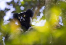 Il senso del ritmo dei “lemuri cantanti” del Madagascar così simili agli umani