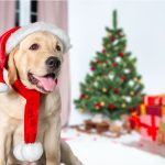 Natale a quattro zampe: regali per oltre il 62% di cani e gatti