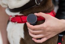 Vodafone lancia Curve Pet