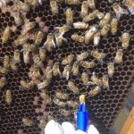 Covid-19: le api bioindicatori con BeeNet