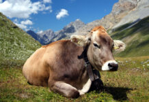 Emissioni: -10% di media in soli tre anni con la zootecnia sostenibile