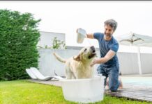 L’ozono per la cura degli animali domestici