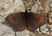 Una farfalla dell’Appennino sentinella dei cambiamenti climatici