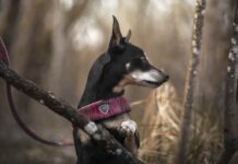 In arrivo le nuove pettorine e i nuovi guinzagli di Coralpina Pet Soul