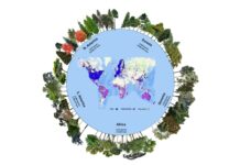 Sulla Terra ci sono 9.000 specie di alberi ancora da scoprire