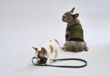 Liu Jo debutta nel petwear con la linea Liu Jo Pets