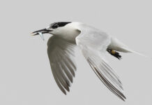 Farmaci e pesticidi nelle piume di beccapesci e gabbiani