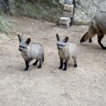 Parco Faunistico Le Cornelle: fiocco rosa e azzurro per i due cuccioli di otocione