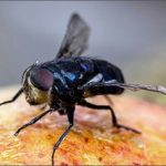 Studio sull’invasività delle mosche tropicali della frutta