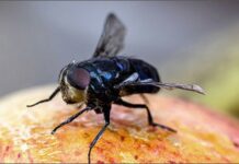 Studio sull’invasività delle mosche tropicali della frutta