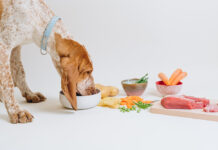 Dog Heroes cresce del 446% con le nuove ricette e i veterinari digitali