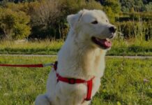 Lotta ai parassiti: l’innovazione degli ultrasuoni e olii essenziali di JB Tech