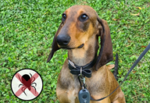 Da JB Tech un innovativo dispositivo antiparassitario per gli animali domestici