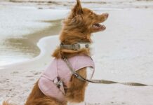 Hurtta lancia il nuovo gilet Cooling Wrap