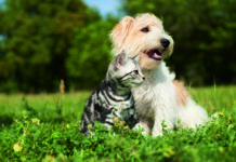 Caldo e animali da compagnia: come preoccuparsi del loro benessere quando le temperature salgono