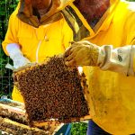 A Cornaredo nascono gli apiari di Raben SITTAM
