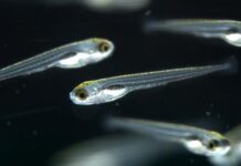 Le sorprendenti capacità cognitive dei neonati di zebrafish