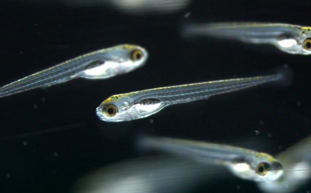 Le sorprendenti capacità cognitive dei neonati di zebrafish