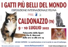“I Gatti più belli del Mondo”: Esposizione Internazionale Felina