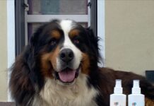 Amusi crea la linea di prodotti per la cura del proprio cane