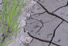Desertificazione e degrado del suolo: circa 500 milioni di persone vivono in aree di grave deterioramento