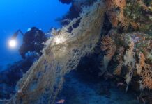 Scubadvisor e Marevivo Onlus insieme per mappare i rifiuti presenti nei fondali