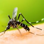 Zanzare: i cittadini al fianco dei ricercatori nel tracciamento con l’app Mosquito Alert