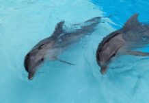 La memoria episodica dei delfini così simile a quella umana